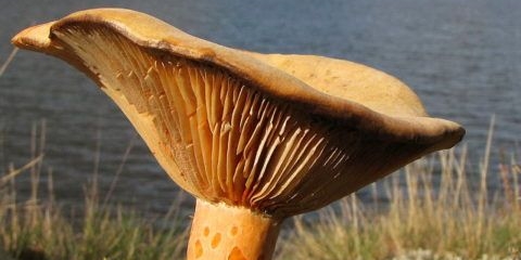 Gdje gljive rastu gljive, kada sakupljati i kako pronaći